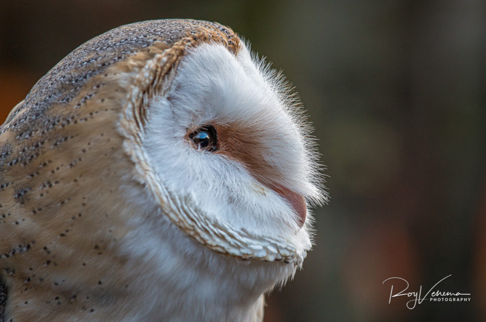 Barn owl