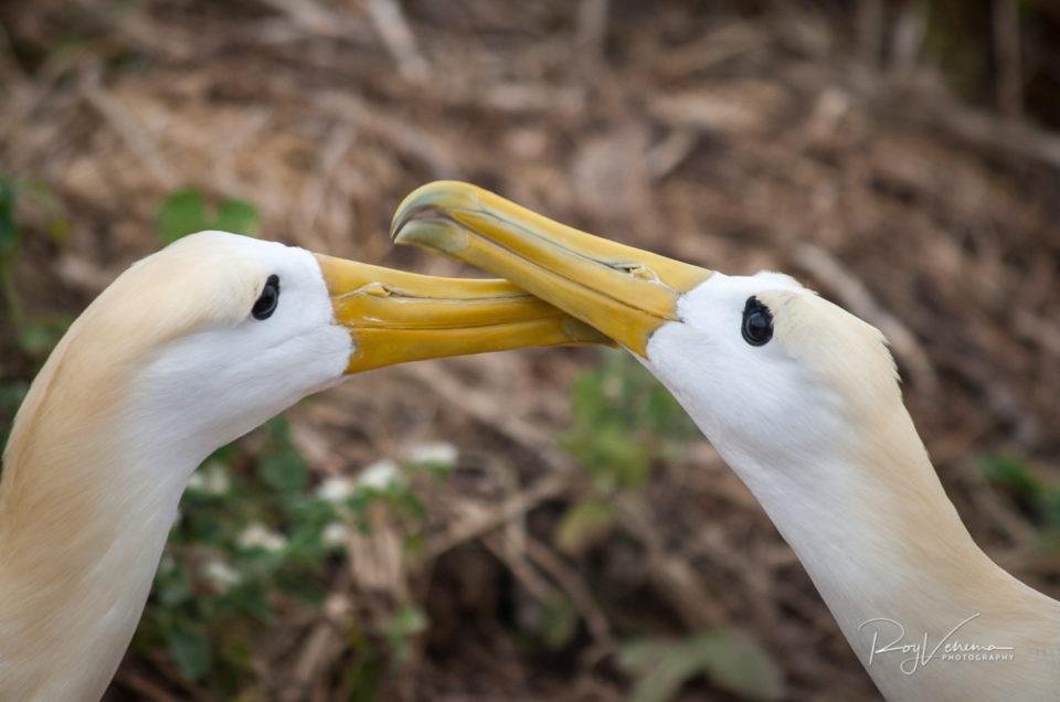 Mating dance of Albatrosses