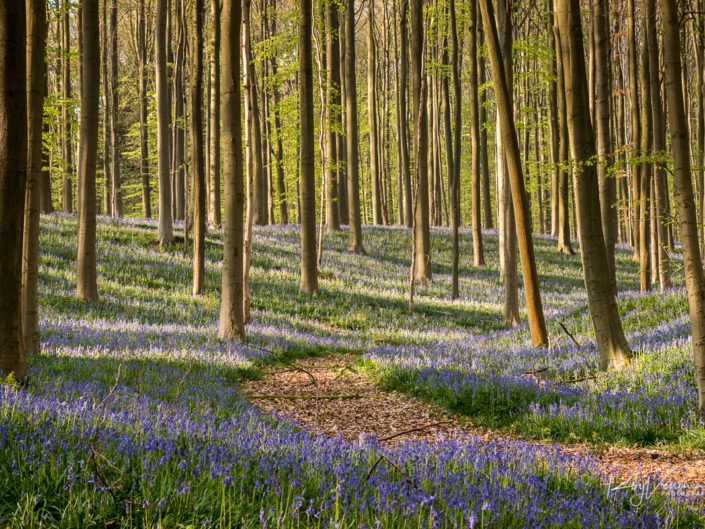 Hallerbos