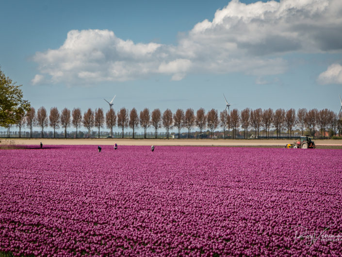 Bulb fields