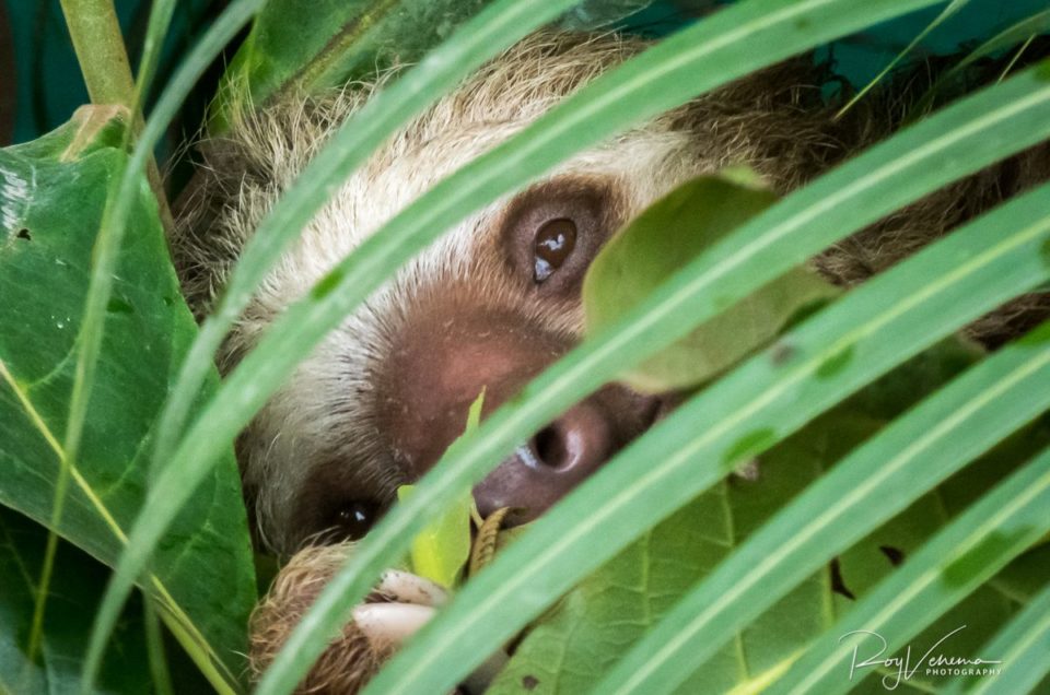 Sloth, Costa Rica